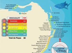 Da tregua sargazo y disminuye recale en Quintana Roo