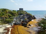 Reporta Semar recale muy alto de sargazo en playas de Tulum