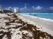 Hay cerca de 5 millones de toneladas cerca del Mar Caribe