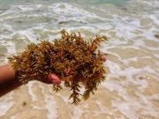 Sargazo hace crecer playas de QRoo, aseguran habitantes de Costa Maya