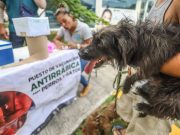 Buena respuesta en Cozumel durante la Jornada Nacional de Vacunación Antirrábica