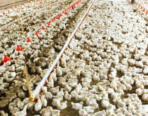 Detecta México primer caso de variante altamente infecciosa de gripe aviar