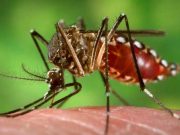 Registra Q.Roo primera muerte por dengue desde el 2020