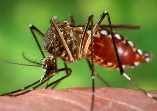 Registra Q.Roo primera muerte por dengue desde el 2020