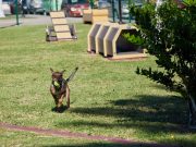 Cuenta Parque Canino con reglamento y mobiliario para el bienestar de las mascotas en Cozumel