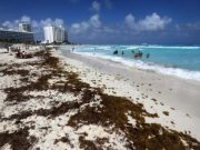 Amenaza primer recale de sargazo a siete playas de Cancún