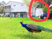 Jaguar Negro | Escándalo en Chetumal por el curvato desaparecido y encontrado