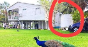 Jaguar Negro | Escándalo en Chetumal por el curvato desaparecido y encontrado