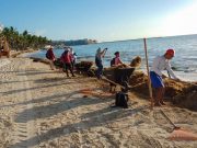 Se adelanta temporada de sargazo; afecta 40 playas de Q. Roo