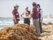 Mantenemos nuestras playas libres de sargazo: Ana Patricia Peralta
