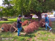 Amplían al menos 2 días más de acopio de pinos de Navidad en BJ