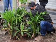 Embellecen la ciudad con plantas nativas