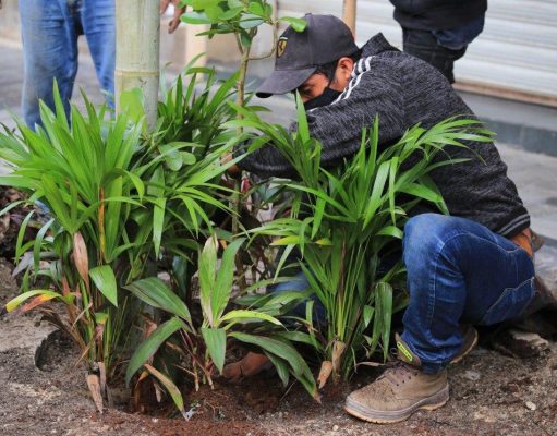Embellecen la ciudad con plantas nativas