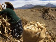 Revoca México permisos para uso de maíz transgénico
