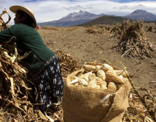 Revoca México permisos para uso de maíz transgénico