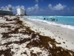 Sargazo rebasa niveles, previsiones y se adelanta tres meses en Quintana Roo