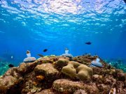 Amplía Fundación de Parques y Museos de Cozumel programa de restauración de arrecifes