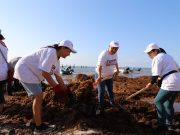 Retiran sargazo en Playa del Carmen