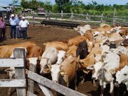 Opinión | Quintana Roo festeja el Día Nacional de la Ganadería | Explorador de mundos | Fernando Castro Borges