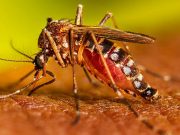 Dengue ha proliferado porque no se han atendido las causas»: Velazco