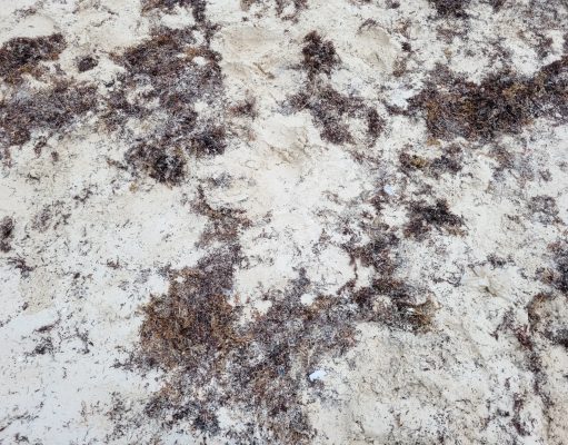 Tienen 16 playas de Q. Roo presencia abundante de sargazo