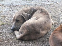 Fallece un 5% de fauna callejera por golpe de calor o frío