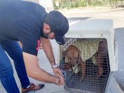 En Solidaridad se castiga el maltrato animal