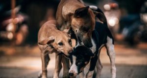 Opinión | El errático reglamento animal de Cancún | El Minotauro | Nicolás Durán de la Sierra