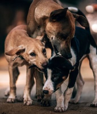 Opinión | El errático reglamento animal de Cancún | El Minotauro | Nicolás Durán de la Sierra