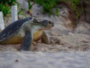 Anida tortuga laúd en Xcacel – Xcacelito por primera vez en 36 años