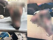 Detienen a dos mujeres acusadas de quemar al perro “Valentín”