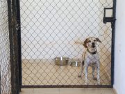Gobierno de Lili Campos realiza renovación histórica al refugio de animales de Solidaridad
