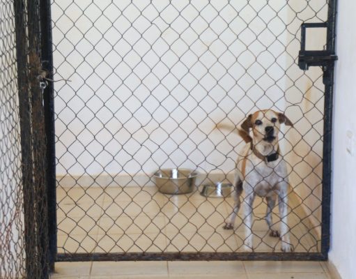 Gobierno de Lili Campos realiza renovación histórica al refugio de animales de Solidaridad