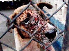 Falta capacitar a personal de FGE para atender denuncias por maltrato animal