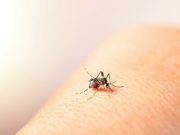 Insta titular de Sesa a población a no automedicarse en caso de presentar síntomas de dengue