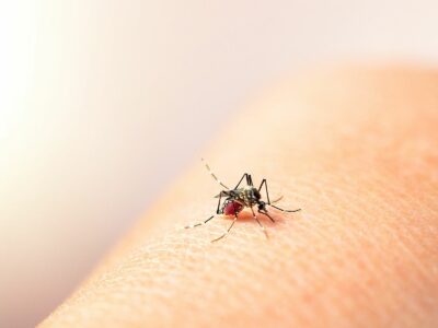 dengue-400x300
