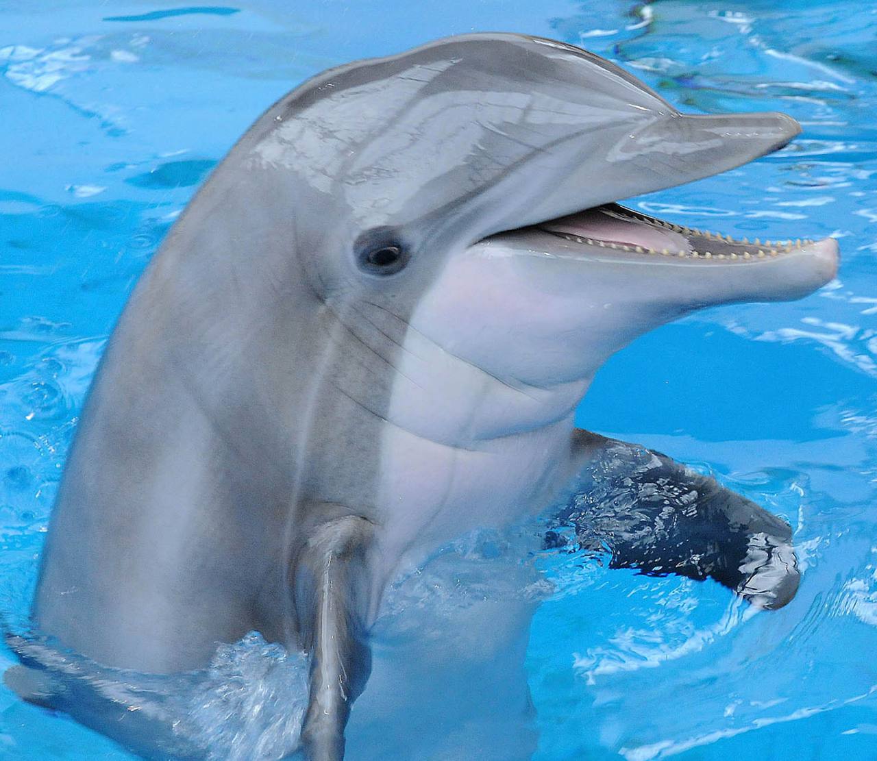 Delfin