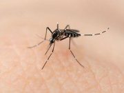 Van a la baja casos de dengue en Quintana Roo: Sesa