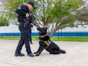 Binomios caninos refuerzan la seguridad en Playa del Carmen: Lili Campos