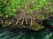 Propone Semarnat crear área protegida Manglares de Puerto Morelos