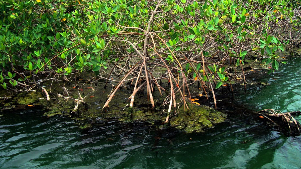 Manglar Puerto Morelos