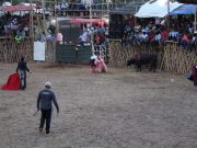 Anuncia PPA operativos contra corridas de toros en Q. Roo