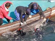 Advierten ONG’s que Senado podría avalar captura de delfines tras 20 años de prohibición