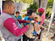 Gobierno de Juanita Alonso prioriza el bienestar de las mascotas en Cozumel