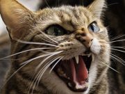 Recomiendan Veterinarios vacunar a mascotas; y no acariciar animales callejeros para evitar rabia