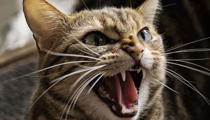 gato agresivo2