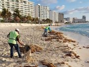 Alistan retiro de sargazo en Quintana Roo