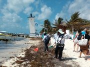 Reporta Puerto Morelos bajo recale de sargazo