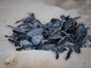 Ultiman detalles para la temporada de anidación de tortugas marinas en Puerto Morelos