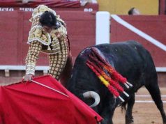Descartan que presiones de galleros y palqueros deriven en revivir corridas de toros en Quintana Roo